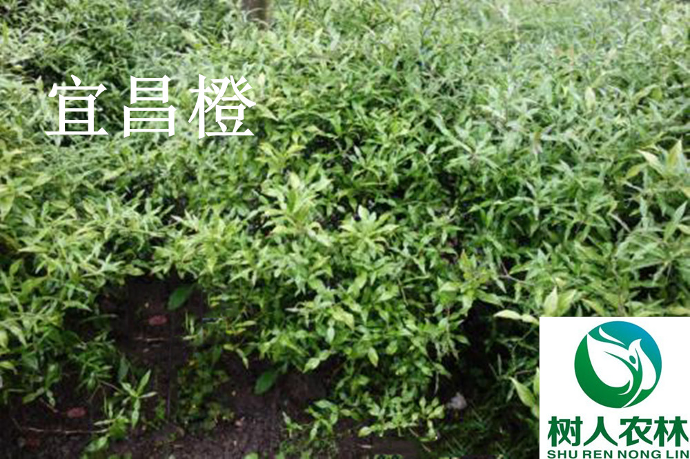 長沙市順世農林科技有限公司,湖(hú)南(nán)柑橘品種銷售,中國(guó)果樹(shù)網,常綠(lǜ)果樹(shù)類哪裡(lǐ)好(hǎo)