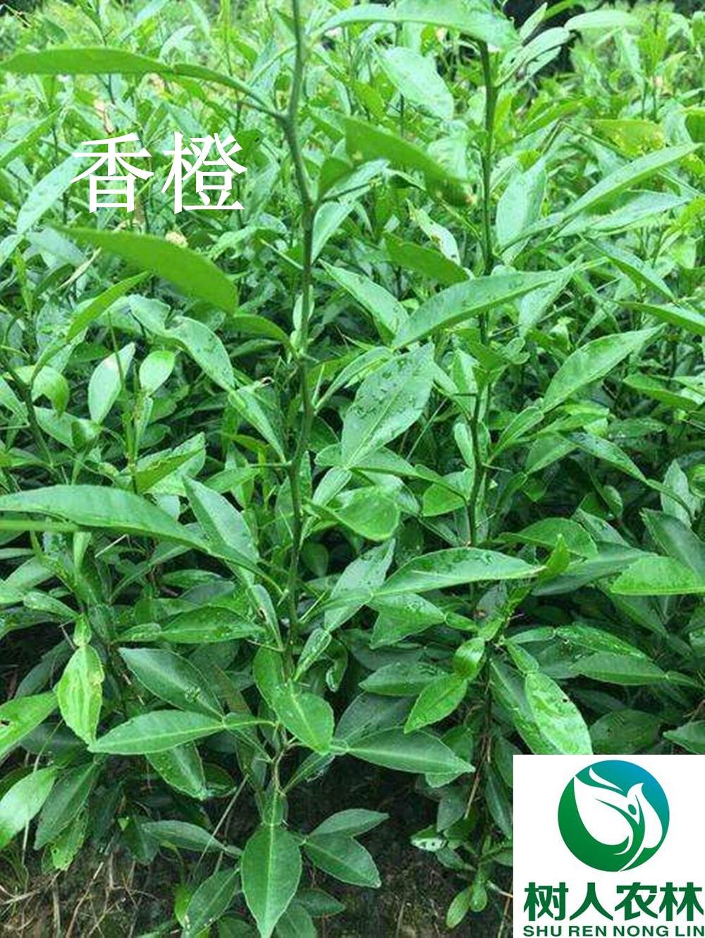 十大(dà)柑橘砧木(mù)品種與特性分(fēn)析