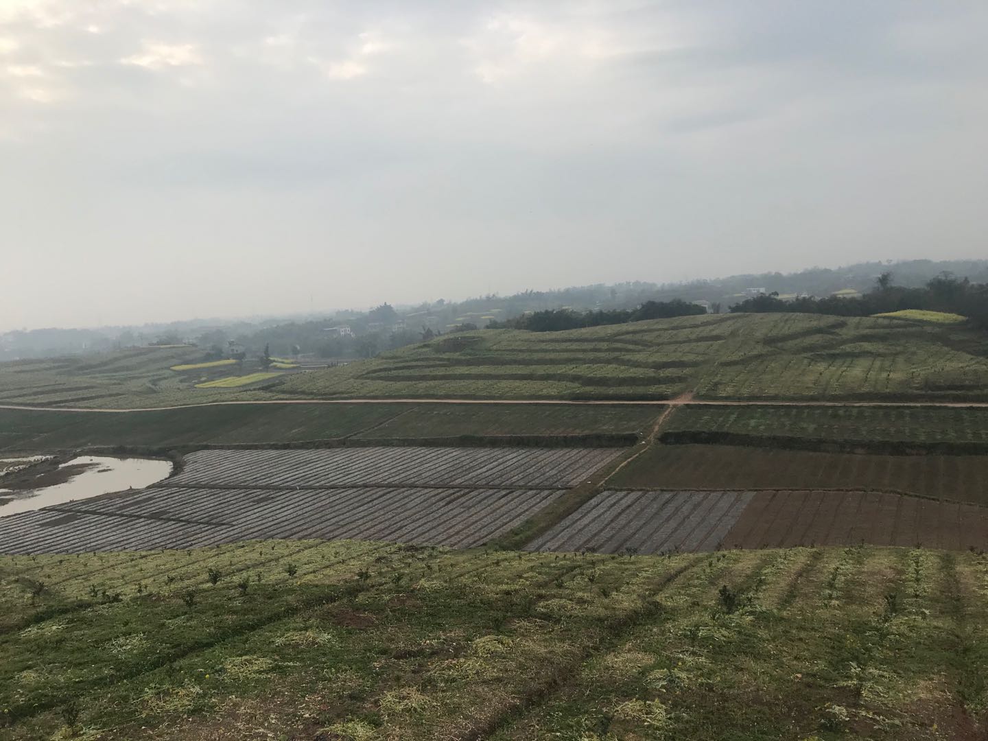 長沙市順世農林科技有限公司,湖(hú)南(nán)柑橘品種銷售,中國(guó)果樹(shù)網,常綠(lǜ)果樹(shù)類哪裡(lǐ)好(hǎo)