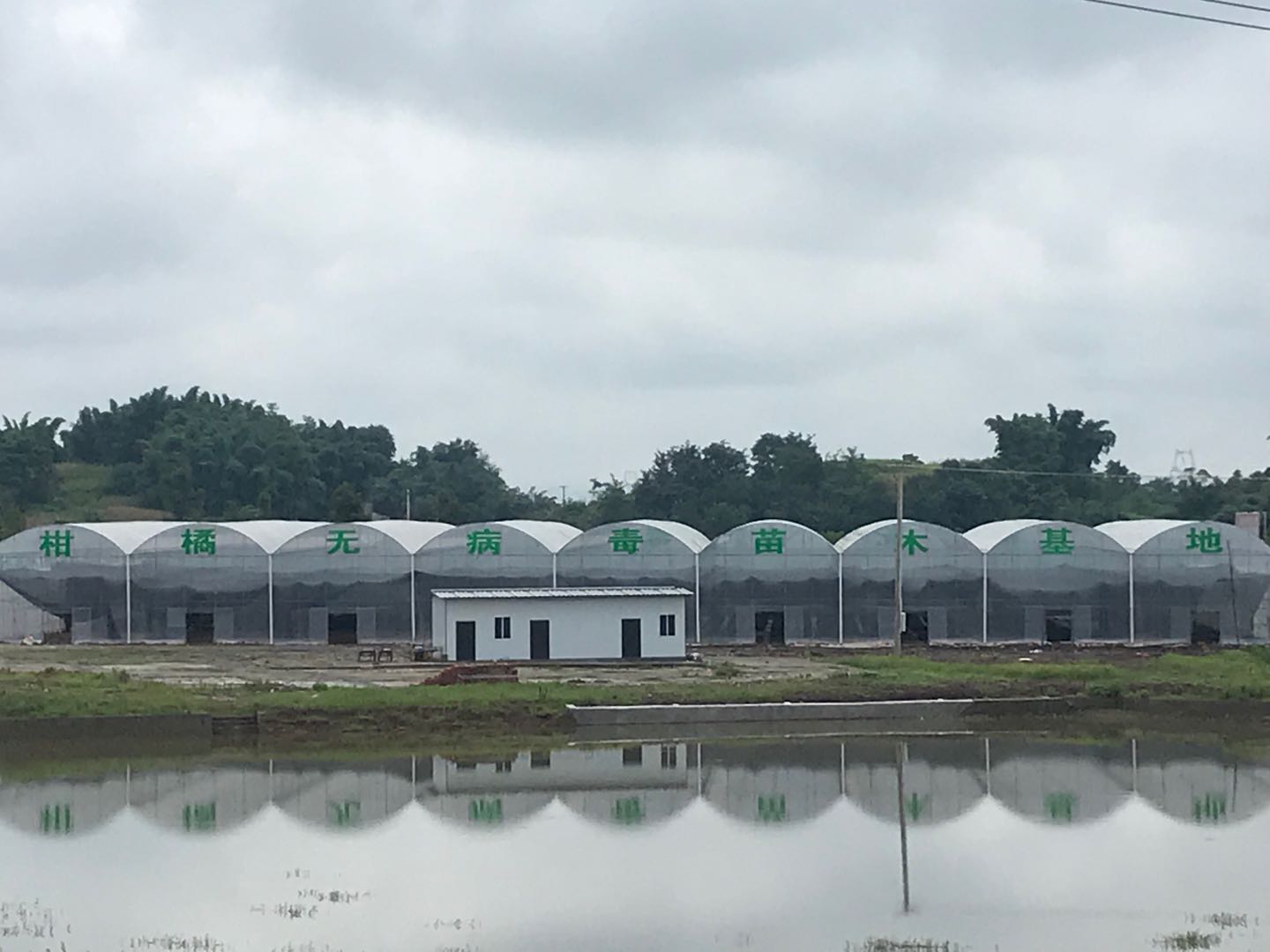 長沙市順世農林科技有限公司,湖(hú)南(nán)柑橘品種銷售,中國(guó)果樹(shù)網,常綠(lǜ)果樹(shù)類哪裡(lǐ)好(hǎo)