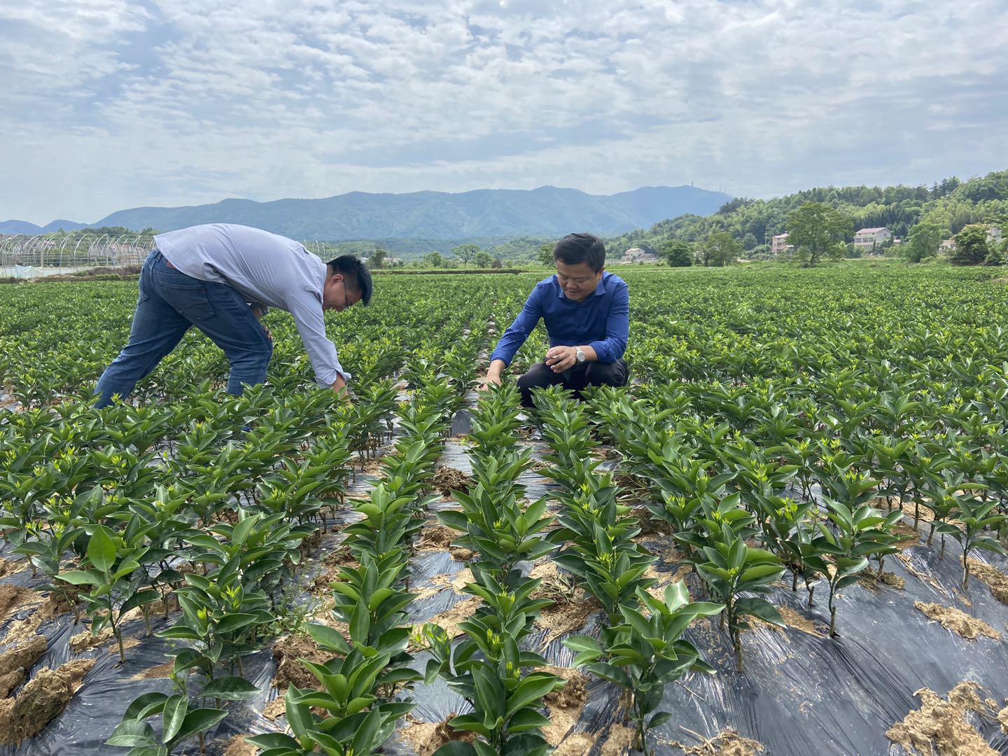 長沙市順世農林科技有限公司,湖(hú)南(nán)柑橘品種銷售,中國(guó)果樹(shù)網,常綠(lǜ)果樹(shù)類哪裡(lǐ)好(hǎo)