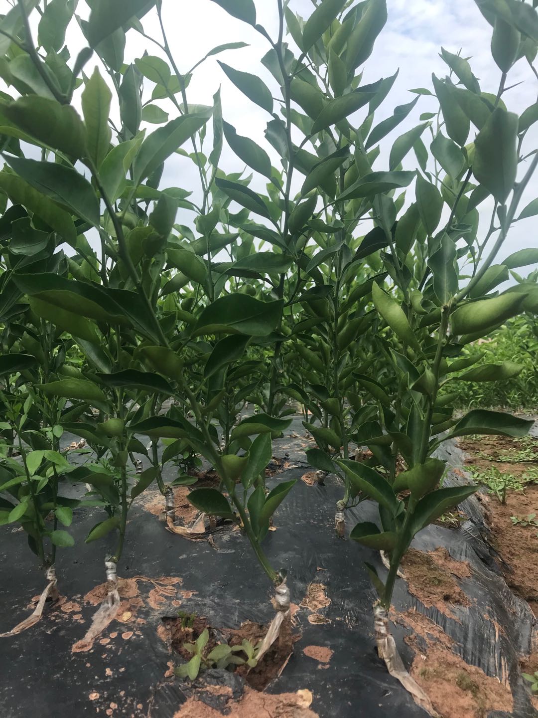長沙市順世農林科技有限公司,湖(hú)南(nán)柑橘品種銷售,中國(guó)果樹(shù)網,常綠(lǜ)果樹(shù)類哪裡(lǐ)好(hǎo)