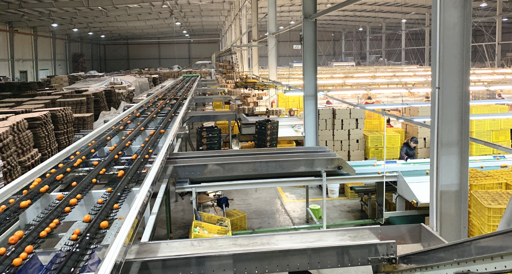 長沙市順世農林科技有限公司,湖(hú)南(nán)柑橘品種銷售,中國(guó)果樹(shù)網,常綠(lǜ)果樹(shù)類哪裡(lǐ)好(hǎo)