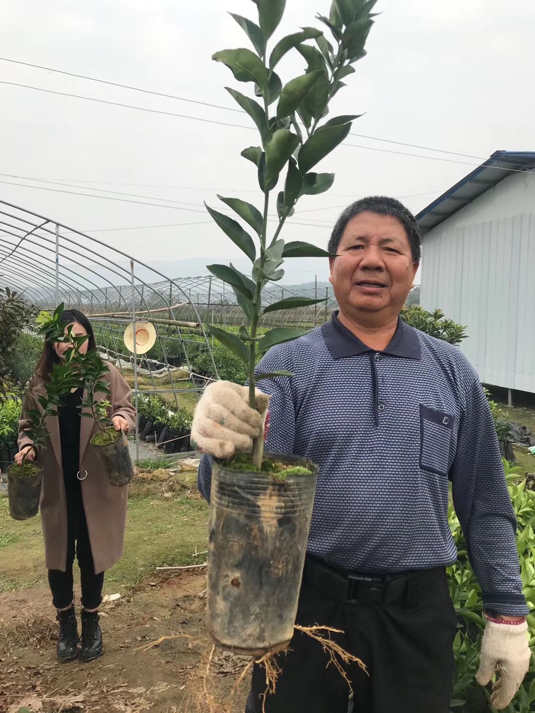 長沙市順世農林科技有限公司,湖(hú)南(nán)柑橘品種銷售,中國(guó)果樹(shù)網,常綠(lǜ)果樹(shù)類哪裡(lǐ)好(hǎo)
