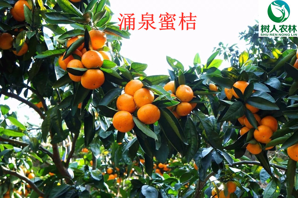 長沙市順世農林科技有限公司,湖(hú)南(nán)柑橘品種銷售,中國(guó)果樹(shù)網,常綠(lǜ)果樹(shù)類哪裡(lǐ)好(hǎo)