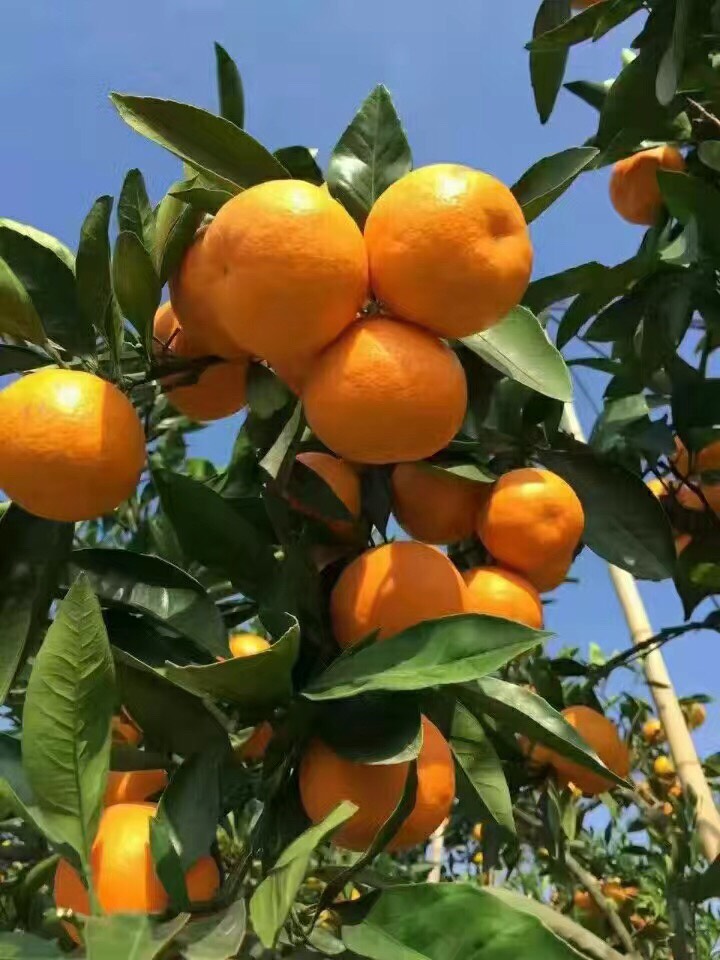 溫州蜜橘：常規品種也(yě)能(néng)種出效益