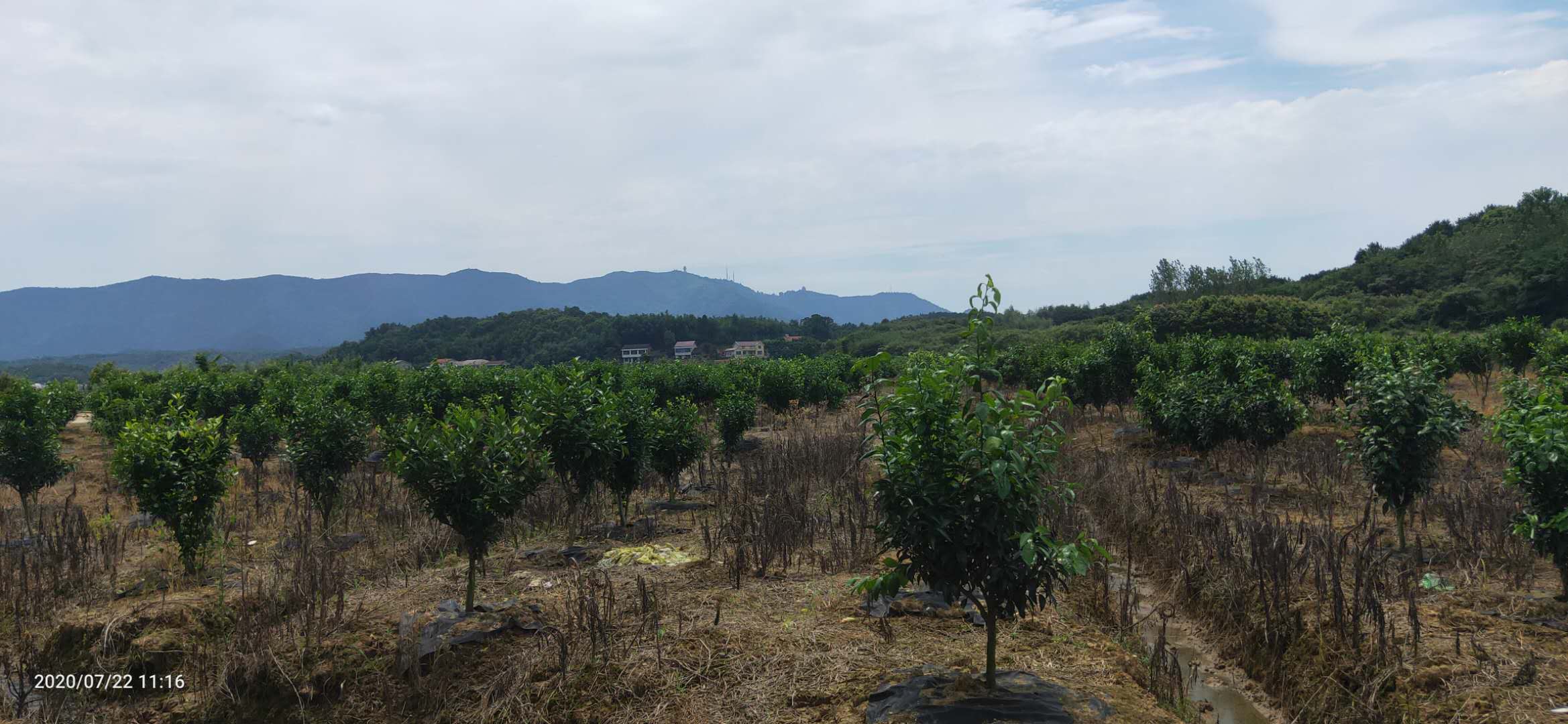 長沙市順世農林科技有限公司,湖(hú)南(nán)柑橘品種銷售,中國(guó)果樹(shù)網,常綠(lǜ)果樹(shù)類哪裡(lǐ)好(hǎo)