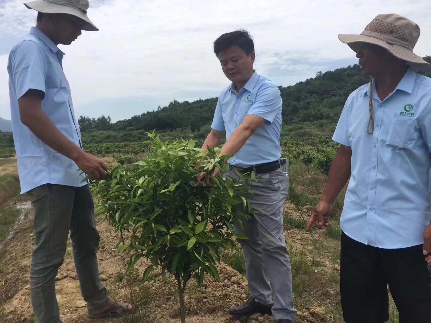 長沙市順世農林科技有限公司,湖(hú)南(nán)柑橘品種銷售,中國(guó)果樹(shù)網,常綠(lǜ)果樹(shù)類哪裡(lǐ)好(hǎo)