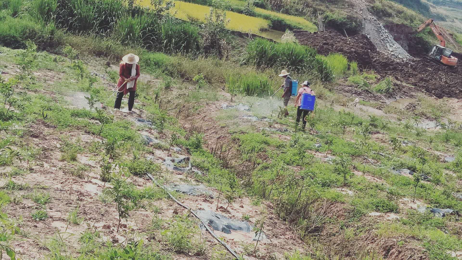 長沙市順世農林科技有限公司,湖(hú)南(nán)柑橘品種銷售,中國(guó)果樹(shù)網,常綠(lǜ)果樹(shù)類哪裡(lǐ)好(hǎo)