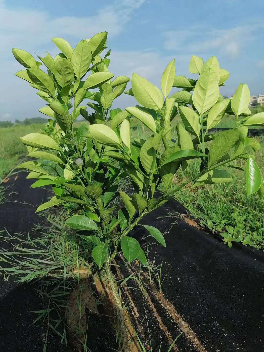 柑橘幼樹(shù)管理(lǐ)要(yào)點