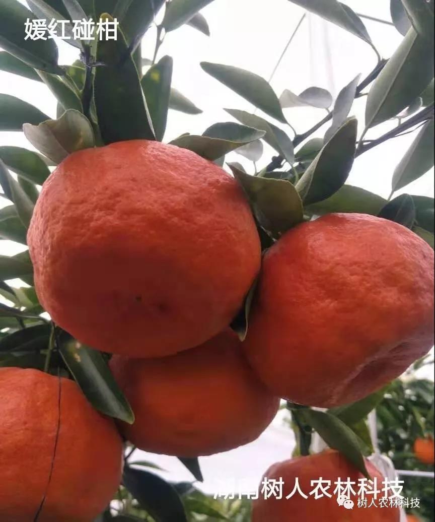 媛紅(hóng)椪柑
