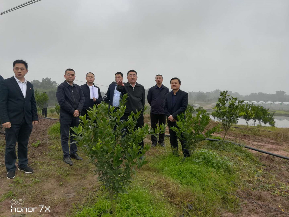 長沙市順世農林科技有限公司,湖(hú)南(nán)柑橘品種銷售,中國(guó)果樹(shù)網,常綠(lǜ)果樹(shù)類哪裡(lǐ)好(hǎo)