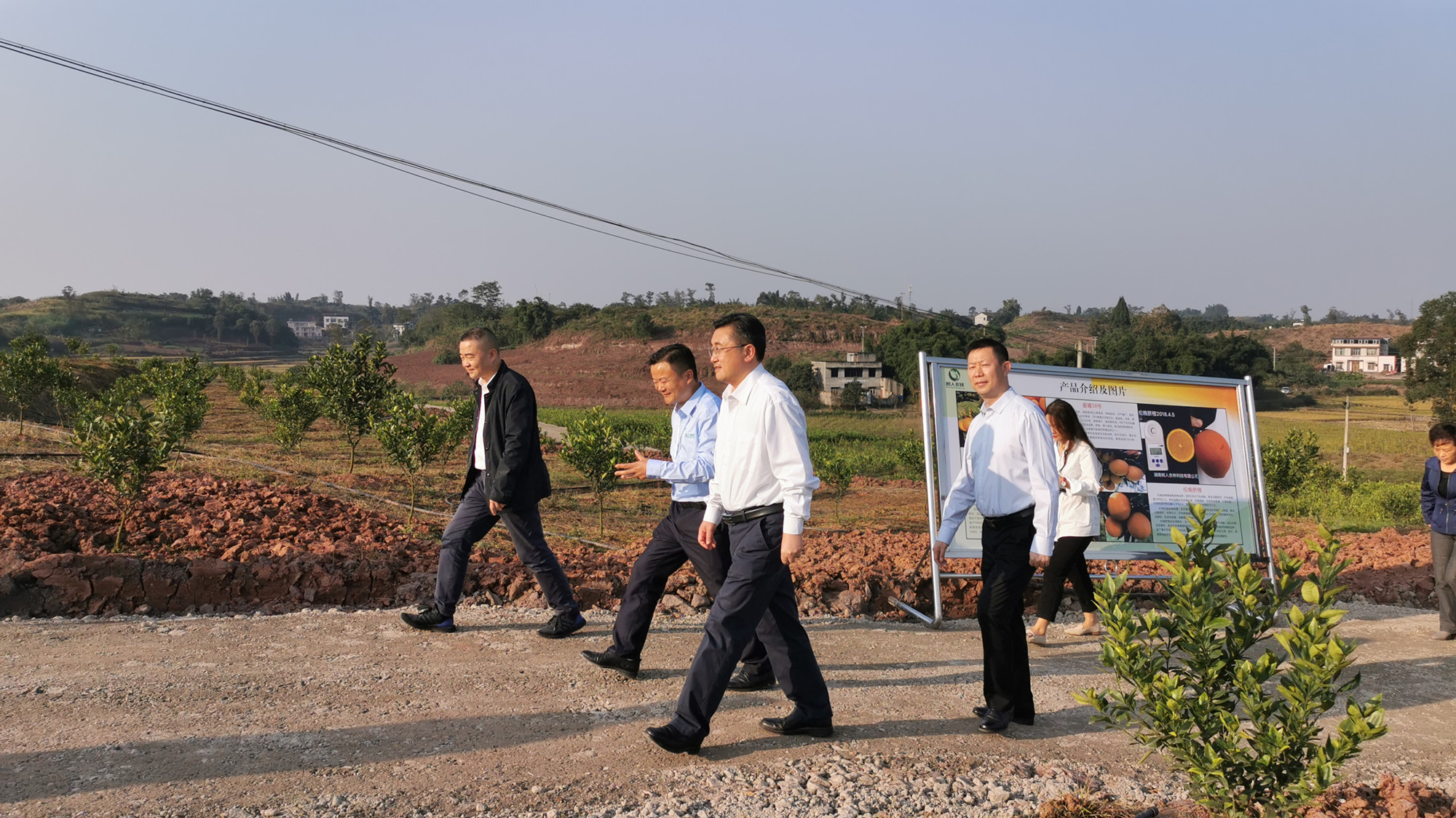 長沙市順世農林科技有限公司,湖(hú)南(nán)柑橘品種銷售,中國(guó)果樹(shù)網,常綠(lǜ)果樹(shù)類哪裡(lǐ)好(hǎo)