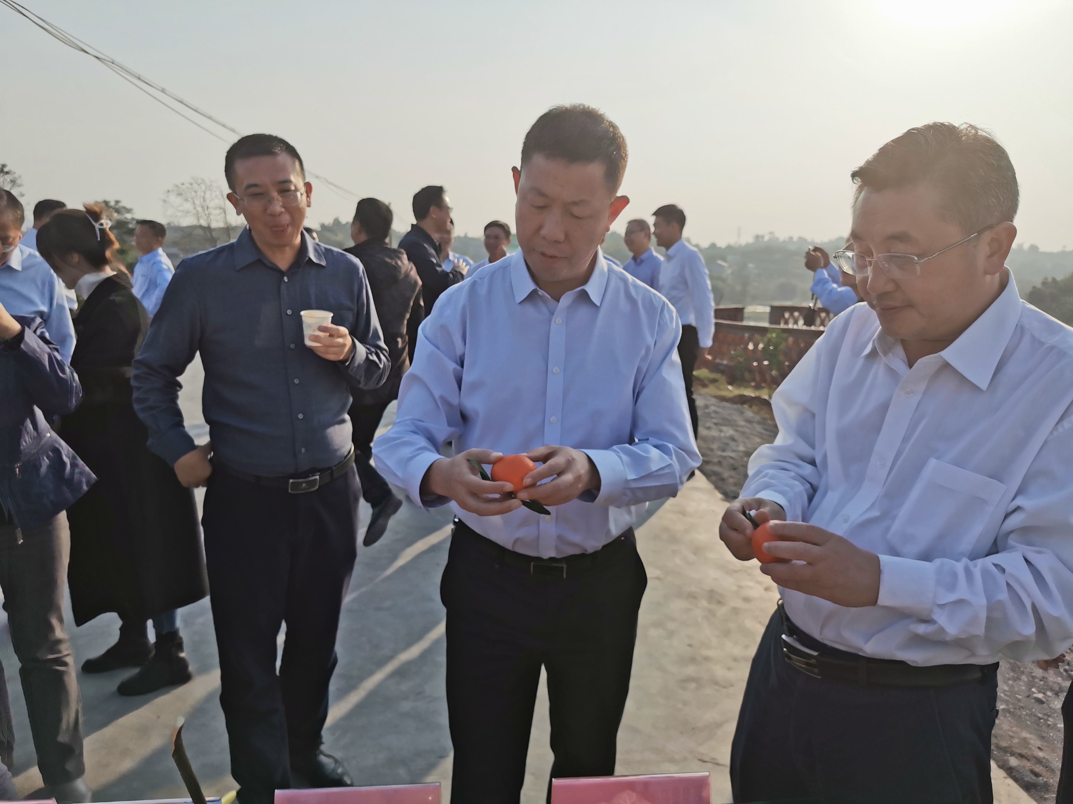 長沙市順世農林科技有限公司,湖(hú)南(nán)柑橘品種銷售,中國(guó)果樹(shù)網,常綠(lǜ)果樹(shù)類哪裡(lǐ)好(hǎo)