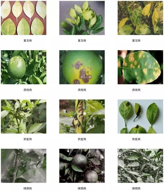長沙市順世農林科技有限公司,湖(hú)南(nán)柑橘品種銷售,中國(guó)果樹(shù)網,常綠(lǜ)果樹(shù)類哪裡(lǐ)好(hǎo)