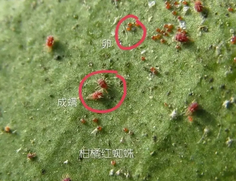 長沙市順世農林科技有限公司,湖(hú)南(nán)柑橘品種銷售,中國(guó)果樹(shù)網,常綠(lǜ)果樹(shù)類哪裡(lǐ)好(hǎo)