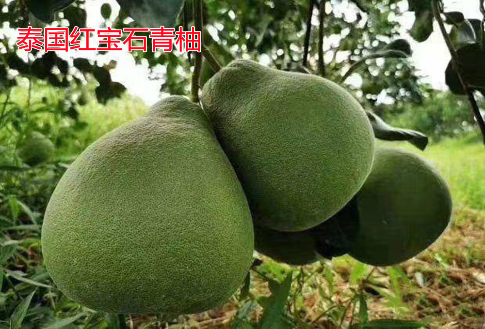長沙市順世農林科技有限公司,湖(hú)南(nán)柑橘品種銷售,中國(guó)果樹(shù)網,常綠(lǜ)果樹(shù)類哪裡(lǐ)好(hǎo)