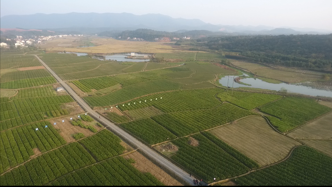 長沙市順世農林科技有限公司,湖(hú)南(nán)柑橘品種銷售,中國(guó)果樹(shù)網,常綠(lǜ)果樹(shù)類哪裡(lǐ)好(hǎo)