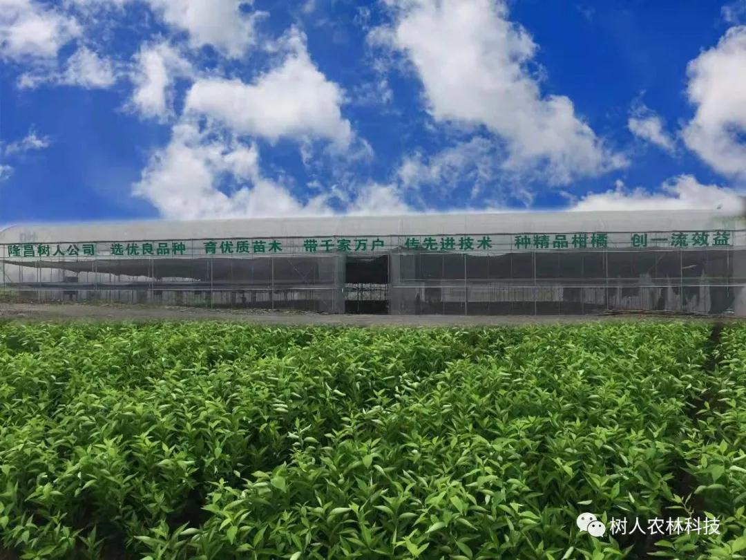 長沙市順世農林科技有限公司,湖(hú)南(nán)柑橘品種銷售,中國(guó)果樹(shù)網,常綠(lǜ)果樹(shù)類哪裡(lǐ)好(hǎo)