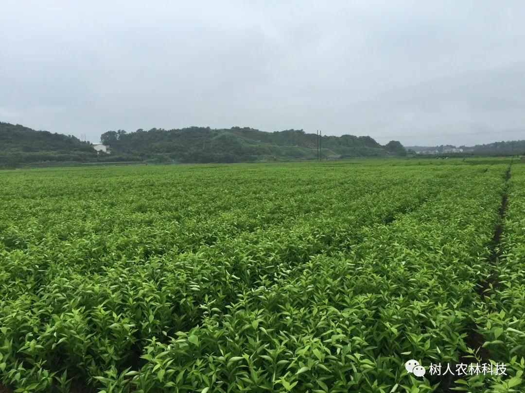 長沙市順世農林科技有限公司,湖(hú)南(nán)柑橘品種銷售,中國(guó)果樹(shù)網,常綠(lǜ)果樹(shù)類哪裡(lǐ)好(hǎo)