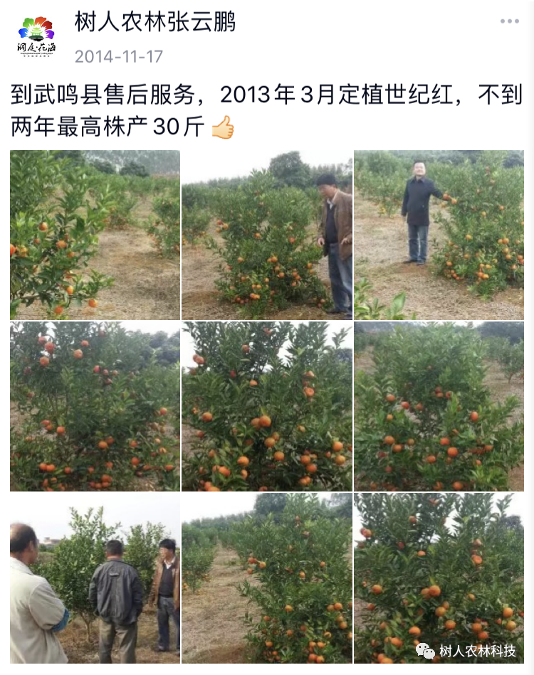 長沙市順世農林科技有限公司,湖(hú)南(nán)柑橘品種銷售,中國(guó)果樹(shù)網,常綠(lǜ)果樹(shù)類哪裡(lǐ)好(hǎo)