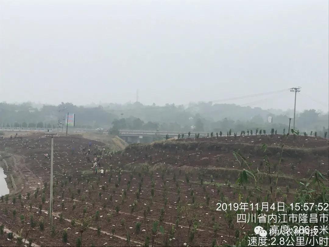 長沙市順世農林科技有限公司,湖(hú)南(nán)柑橘品種銷售,中國(guó)果樹(shù)網,常綠(lǜ)果樹(shù)類哪裡(lǐ)好(hǎo)