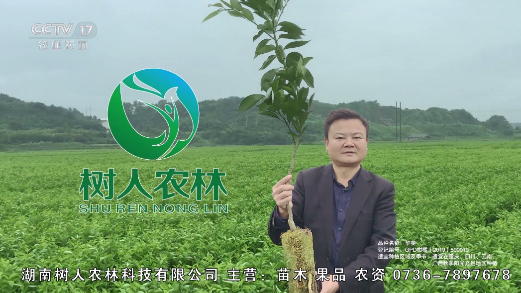 長沙市順世農林科技有限公司,湖(hú)南(nán)柑橘品種銷售,中國(guó)果樹(shù)網,常綠(lǜ)果樹(shù)類哪裡(lǐ)好(hǎo)