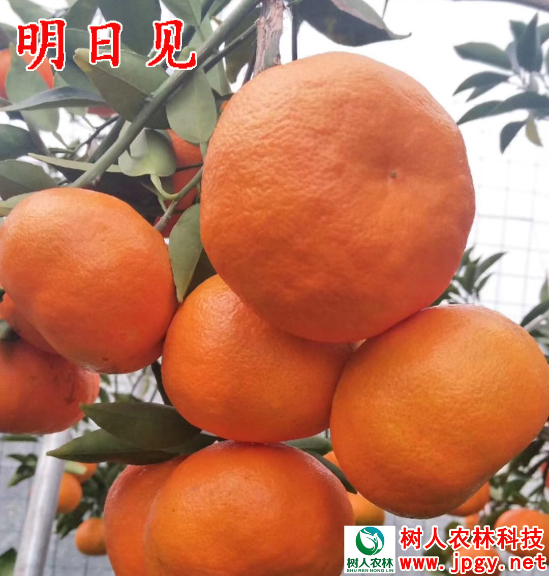 長沙市順世農林科技有限公司,湖(hú)南(nán)柑橘品種銷售,中國(guó)果樹(shù)網,常綠(lǜ)果樹(shù)類哪裡(lǐ)好(hǎo)