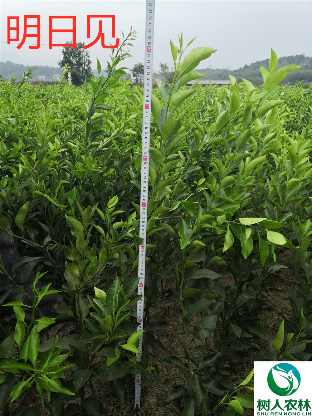 長沙市順世農林科技有限公司,湖(hú)南(nán)柑橘品種銷售,中國(guó)果樹(shù)網,常綠(lǜ)果樹(shù)類哪裡(lǐ)好(hǎo)