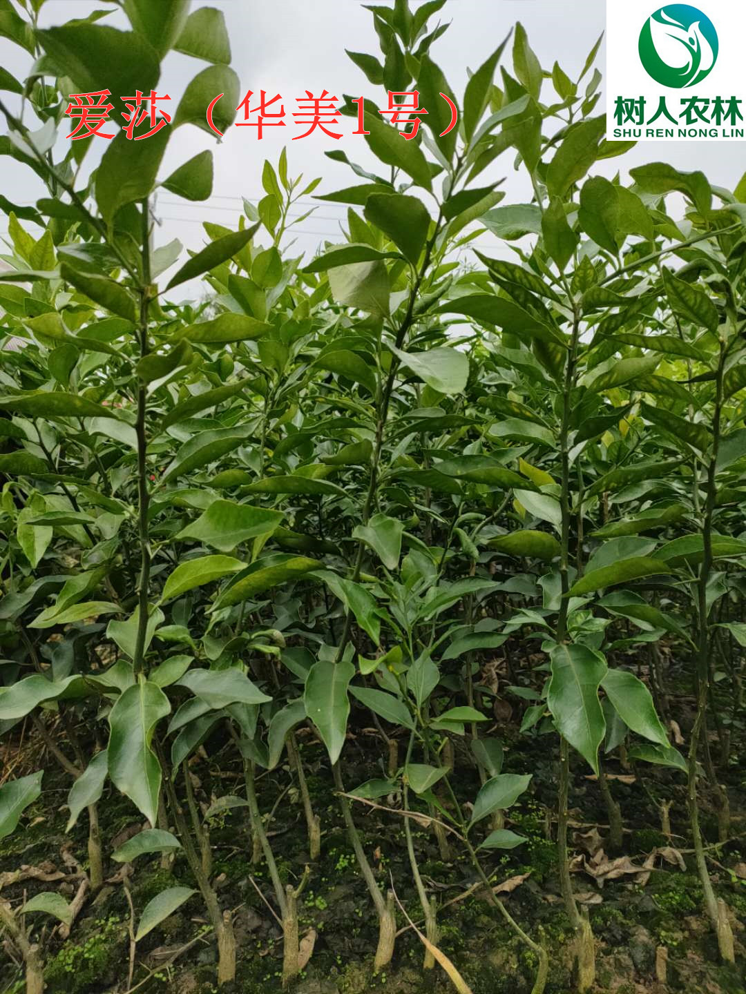 長沙市順世農林科技有限公司,湖(hú)南(nán)柑橘品種銷售,中國(guó)果樹(shù)網,常綠(lǜ)果樹(shù)類哪裡(lǐ)好(hǎo)