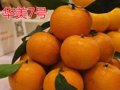 長沙市順世農林科技有限公司,湖(hú)南(nán)柑橘品種銷售,中國(guó)果樹(shù)網,常綠(lǜ)果樹(shù)類哪裡(lǐ)好(hǎo)