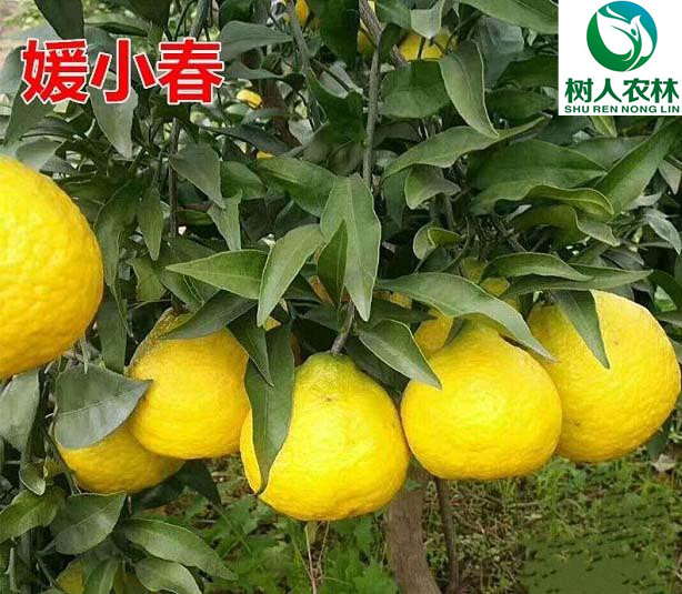 長沙市順世農林科技有限公司,湖(hú)南(nán)柑橘品種銷售,中國(guó)果樹(shù)網,常綠(lǜ)果樹(shù)類哪裡(lǐ)好(hǎo)