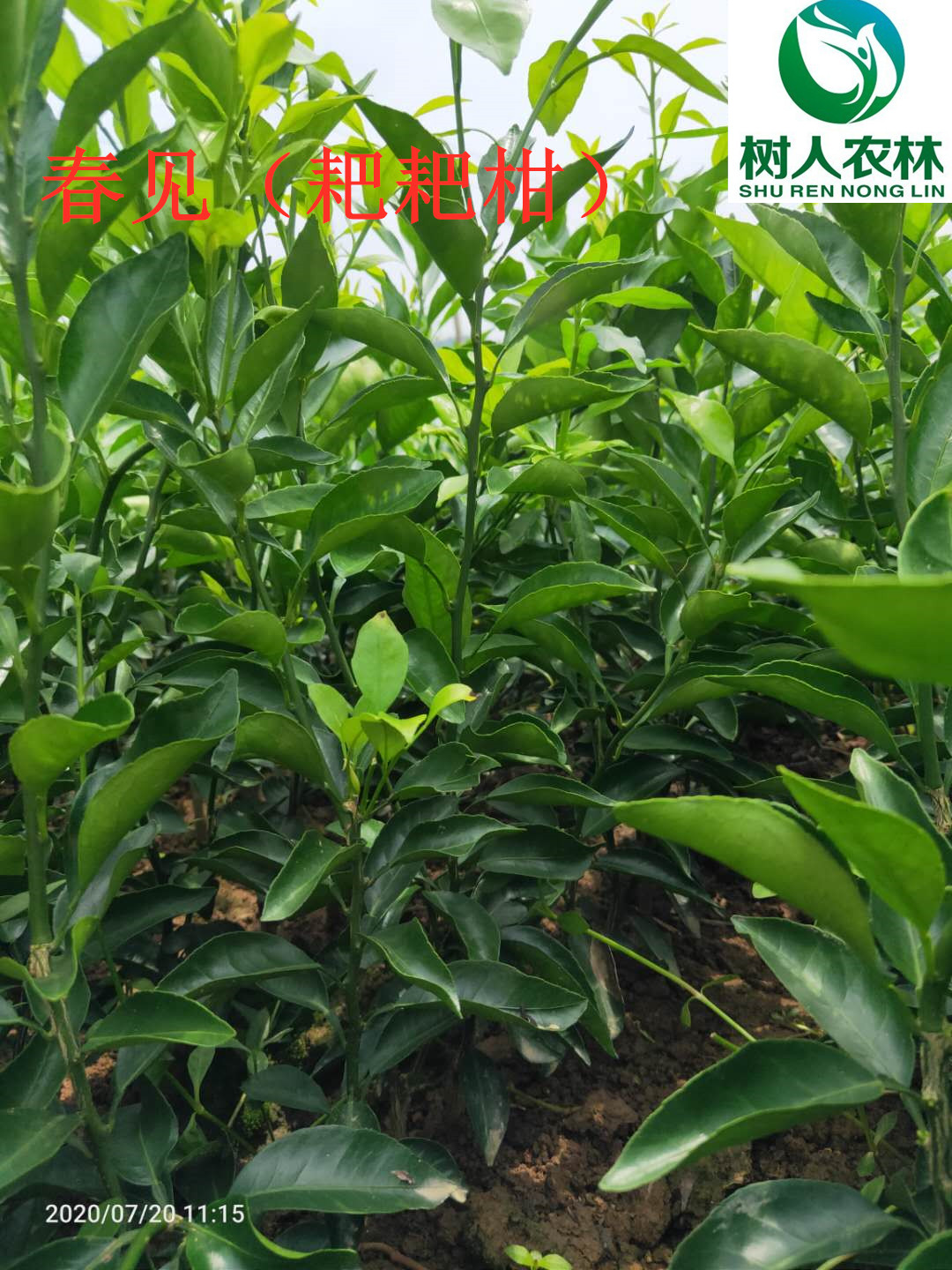 長沙市順世農林科技有限公司,湖(hú)南(nán)柑橘品種銷售,中國(guó)果樹(shù)網,常綠(lǜ)果樹(shù)類哪裡(lǐ)好(hǎo)