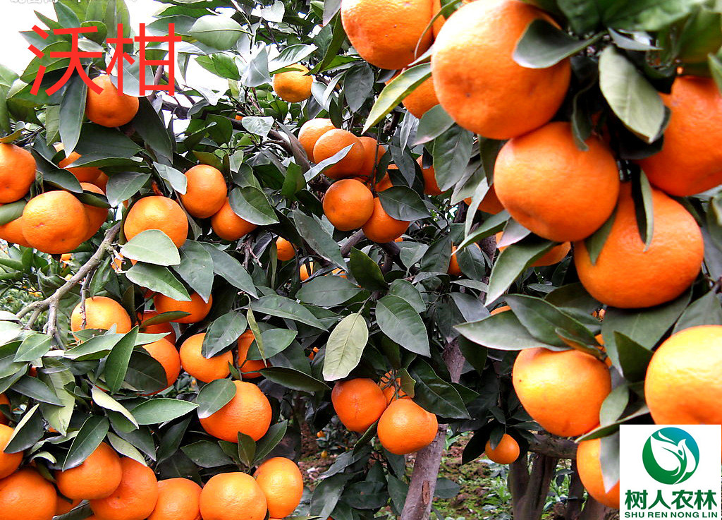 長沙市順世農林科技有限公司,湖(hú)南(nán)柑橘品種銷售,中國(guó)果樹(shù)網,常綠(lǜ)果樹(shù)類哪裡(lǐ)好(hǎo)