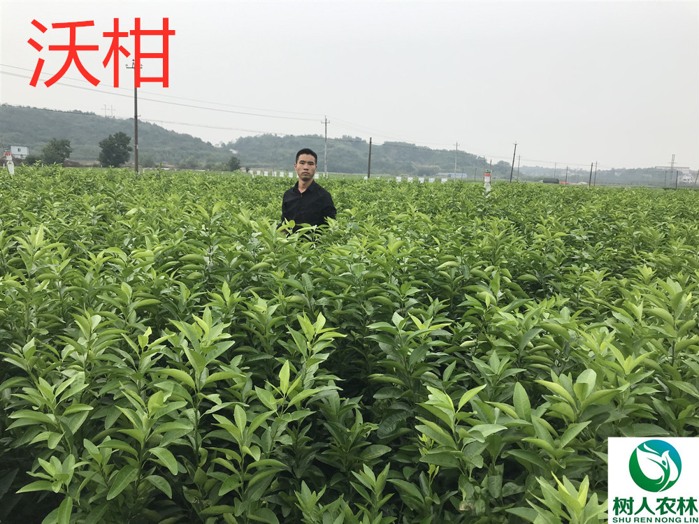 長沙市順世農林科技有限公司,湖(hú)南(nán)柑橘品種銷售,中國(guó)果樹(shù)網,常綠(lǜ)果樹(shù)類哪裡(lǐ)好(hǎo)