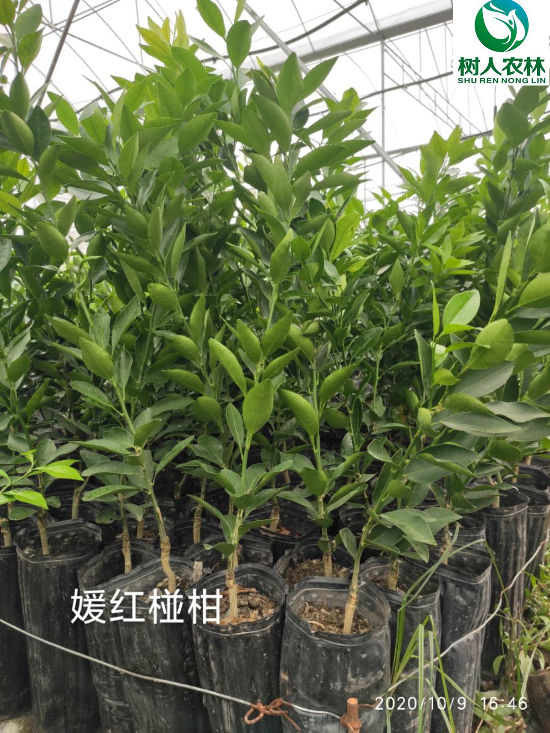 長沙市順世農林科技有限公司,湖(hú)南(nán)柑橘品種銷售,中國(guó)果樹(shù)網,常綠(lǜ)果樹(shù)類哪裡(lǐ)好(hǎo)