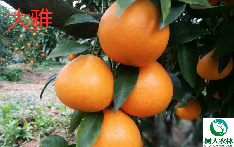 長沙市順世農林科技有限公司,湖(hú)南(nán)柑橘品種銷售,中國(guó)果樹(shù)網,常綠(lǜ)果樹(shù)類哪裡(lǐ)好(hǎo)
