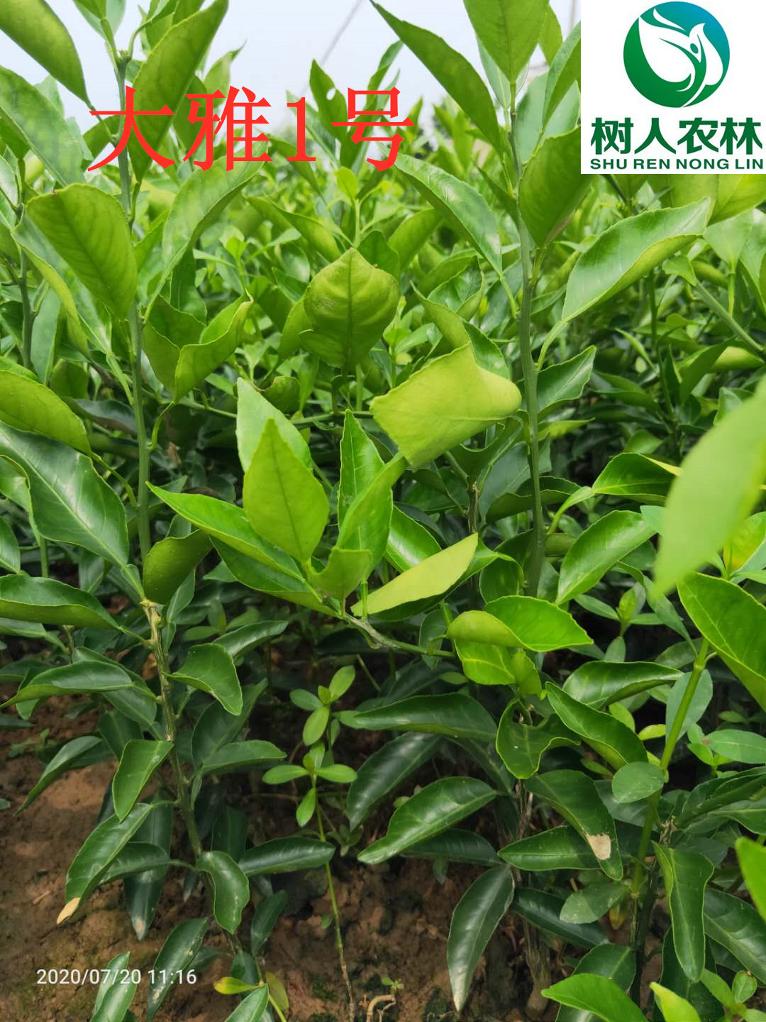 長沙市順世農林科技有限公司,湖(hú)南(nán)柑橘品種銷售,中國(guó)果樹(shù)網,常綠(lǜ)果樹(shù)類哪裡(lǐ)好(hǎo)
