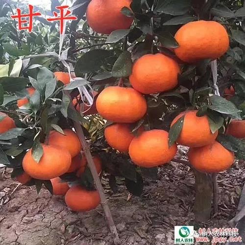 長沙市順世農林科技有限公司,湖(hú)南(nán)柑橘品種銷售,中國(guó)果樹(shù)網,常綠(lǜ)果樹(shù)類哪裡(lǐ)好(hǎo)