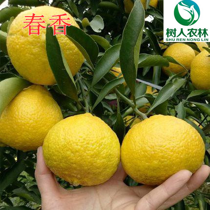 長沙市順世農林科技有限公司,湖(hú)南(nán)柑橘品種銷售,中國(guó)果樹(shù)網,常綠(lǜ)果樹(shù)類哪裡(lǐ)好(hǎo)
