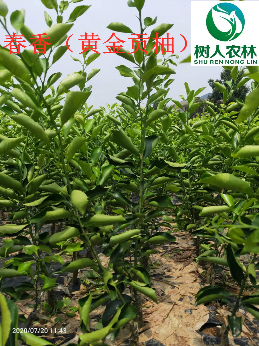 長沙市順世農林科技有限公司,湖(hú)南(nán)柑橘品種銷售,中國(guó)果樹(shù)網,常綠(lǜ)果樹(shù)類哪裡(lǐ)好(hǎo)