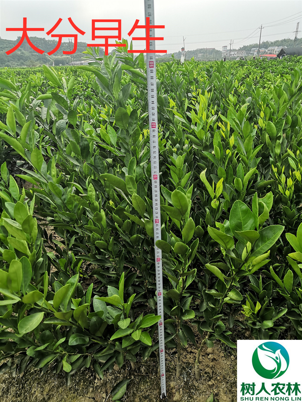 長沙市順世農林科技有限公司,湖(hú)南(nán)柑橘品種銷售,中國(guó)果樹(shù)網,常綠(lǜ)果樹(shù)類哪裡(lǐ)好(hǎo)