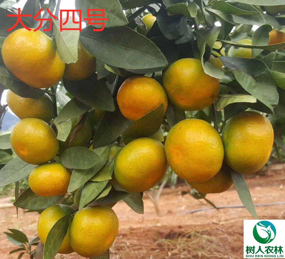 長沙市順世農林科技有限公司,湖(hú)南(nán)柑橘品種銷售,中國(guó)果樹(shù)網,常綠(lǜ)果樹(shù)類哪裡(lǐ)好(hǎo)