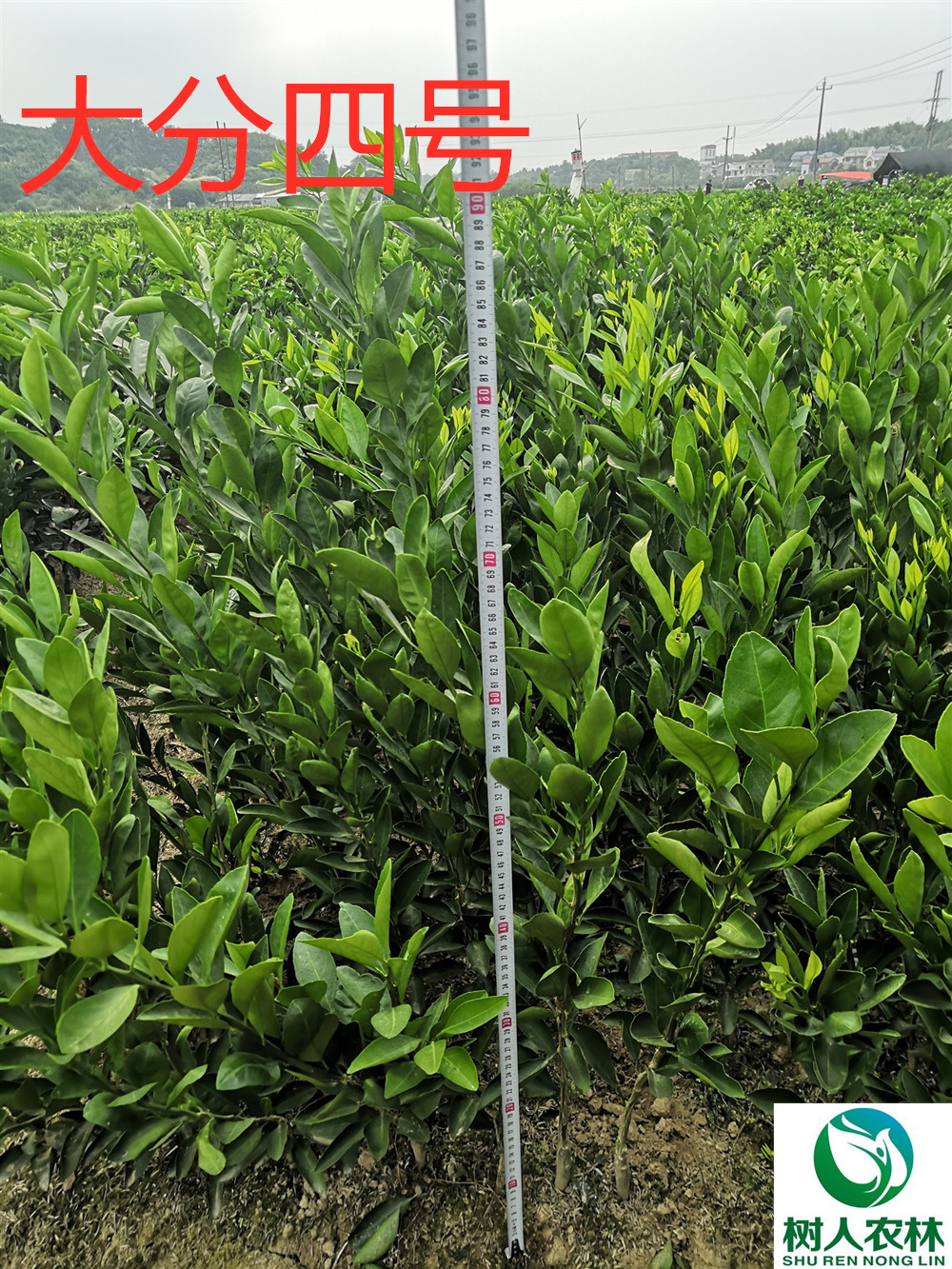 長沙市順世農林科技有限公司,湖(hú)南(nán)柑橘品種銷售,中國(guó)果樹(shù)網,常綠(lǜ)果樹(shù)類哪裡(lǐ)好(hǎo)