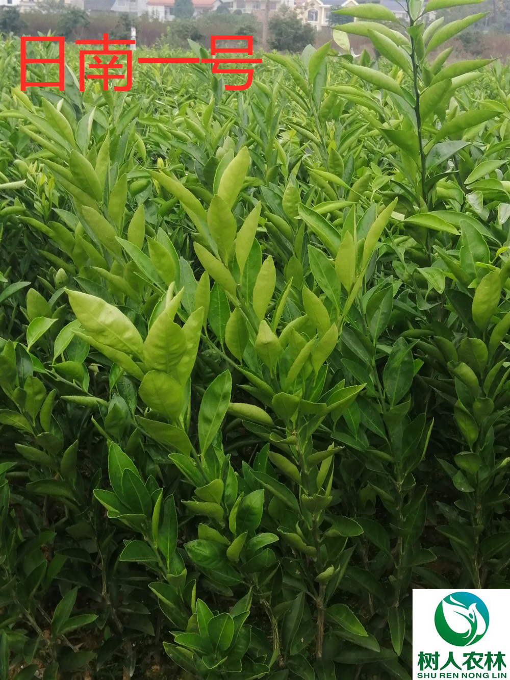 長沙市順世農林科技有限公司,湖(hú)南(nán)柑橘品種銷售,中國(guó)果樹(shù)網,常綠(lǜ)果樹(shù)類哪裡(lǐ)好(hǎo)
