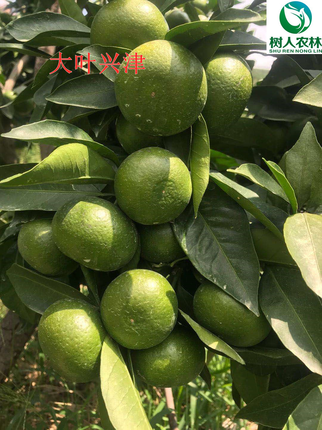 長沙市順世農林科技有限公司,湖(hú)南(nán)柑橘品種銷售,中國(guó)果樹(shù)網,常綠(lǜ)果樹(shù)類哪裡(lǐ)好(hǎo)