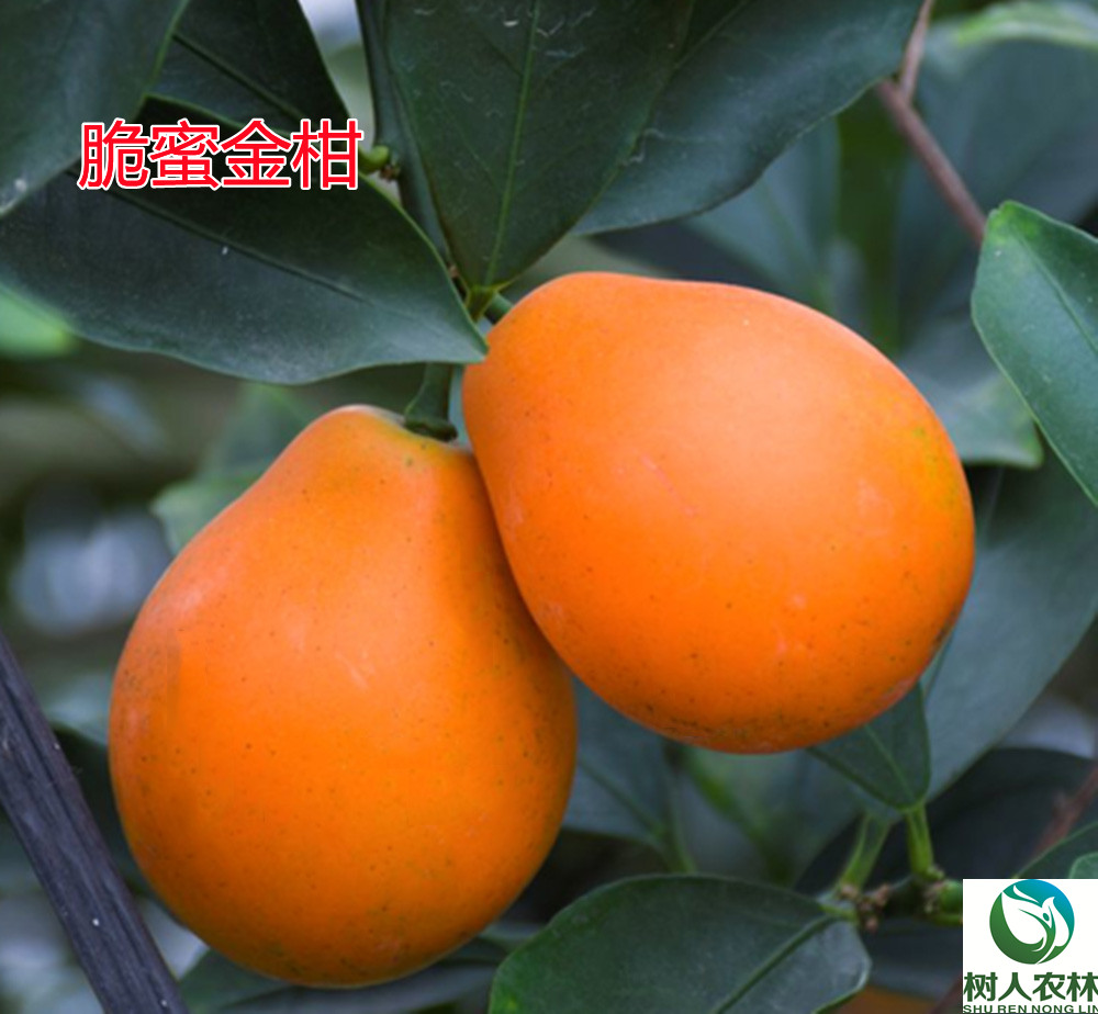 長沙市順世農林科技有限公司,湖(hú)南(nán)柑橘品種銷售,中國(guó)果樹(shù)網,常綠(lǜ)果樹(shù)類哪裡(lǐ)好(hǎo)