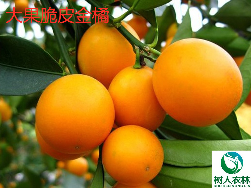 長沙市順世農林科技有限公司,湖(hú)南(nán)柑橘品種銷售,中國(guó)果樹(shù)網,常綠(lǜ)果樹(shù)類哪裡(lǐ)好(hǎo)
