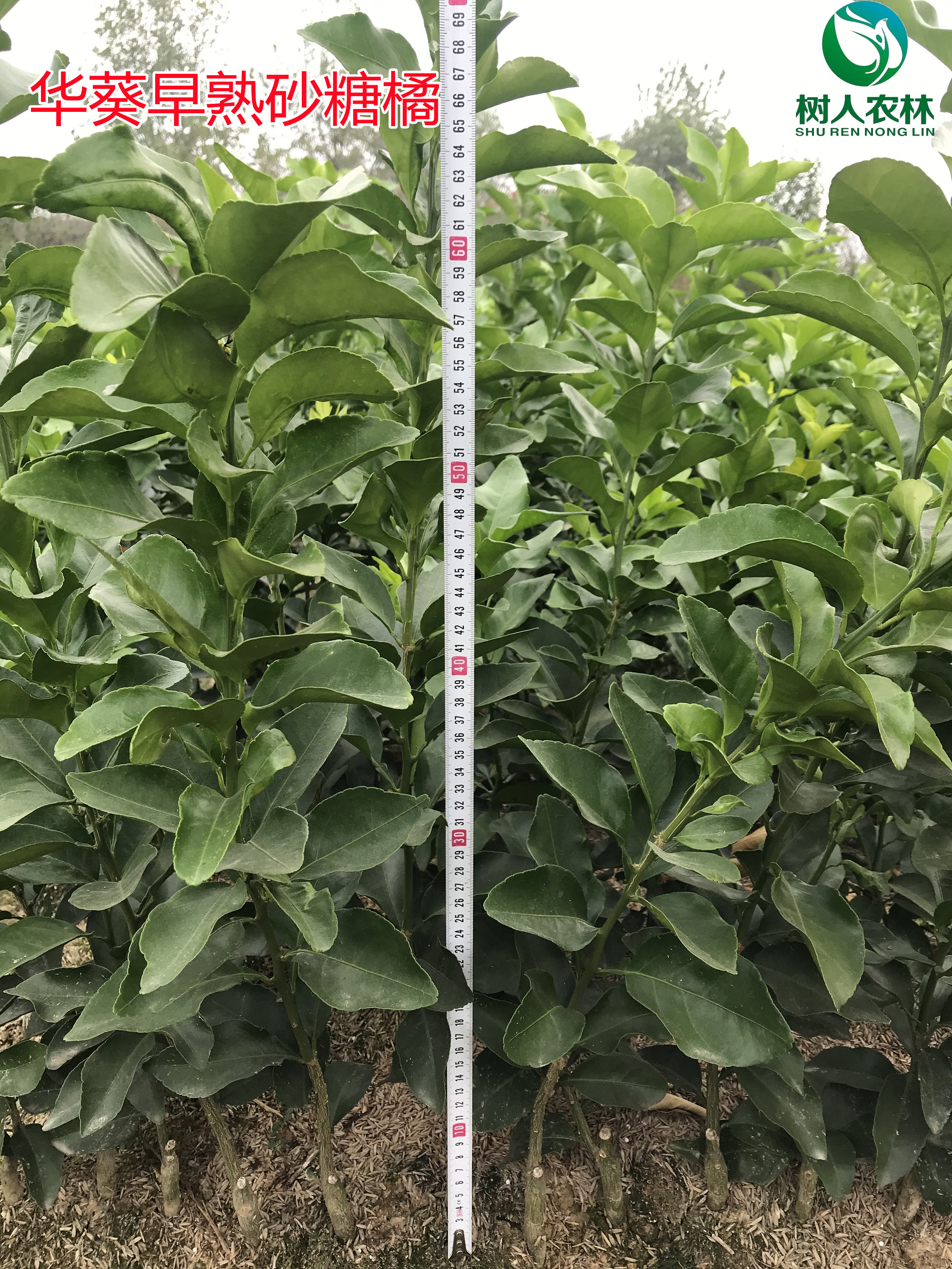 長沙市順世農林科技有限公司,湖(hú)南(nán)柑橘品種銷售,中國(guó)果樹(shù)網,常綠(lǜ)果樹(shù)類哪裡(lǐ)好(hǎo)