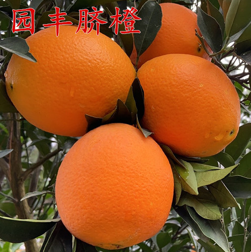 長沙市順世農林科技有限公司,湖(hú)南(nán)柑橘品種銷售,中國(guó)果樹(shù)網,常綠(lǜ)果樹(shù)類哪裡(lǐ)好(hǎo)